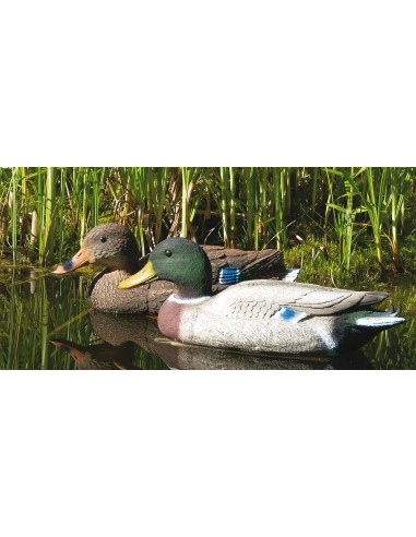 appelant canard col vert