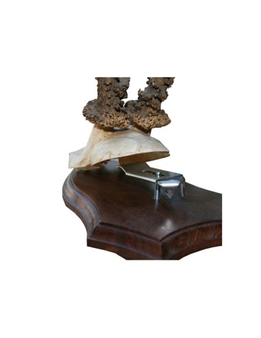 Pince pour trophée WEGU